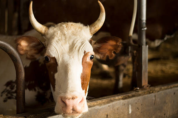 istock Portrait of a Cow 474329648