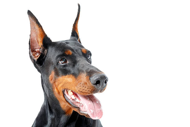 istock Portrait of dobermann pinscher with opened mouth 474329962