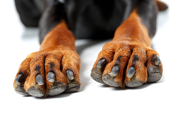 What manicure. Close up of front legs of dog on white isolated background