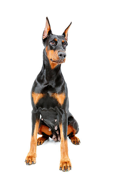 istock Sitting doberman pinscher on white isolated background 474330004