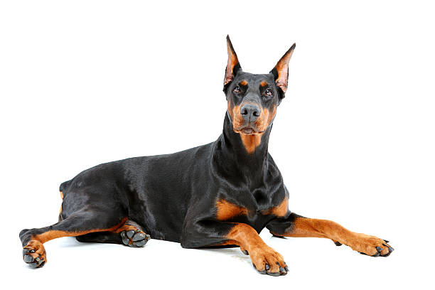 istock Doberman pinscher lying with important look 474330006