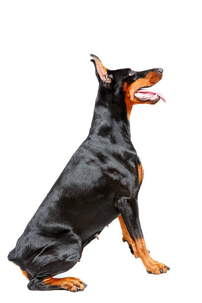 istock Profile of sitting doberman pinscher 474330012