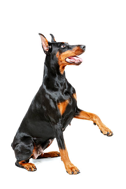 istock Sitting doberman pinscher giving his paw 474330014