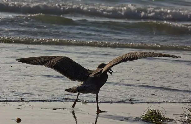 Photo of Seagull with open wings