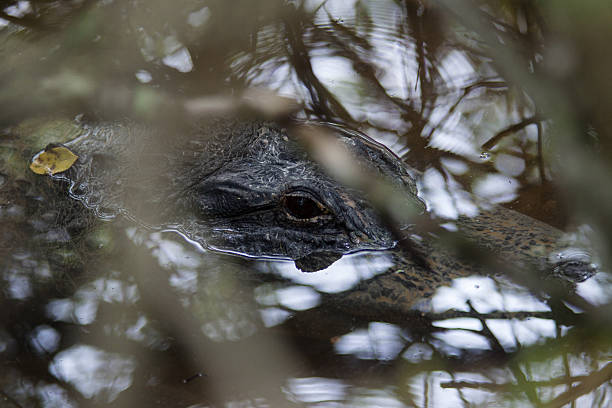 Head of alligator. stock photo