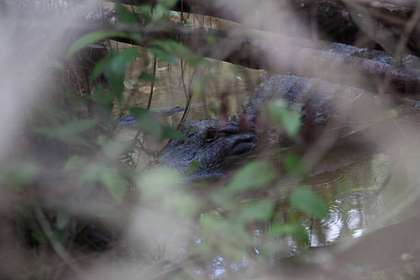 Alligator stock photo