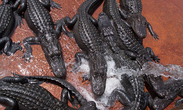 Group of alligators stock photo