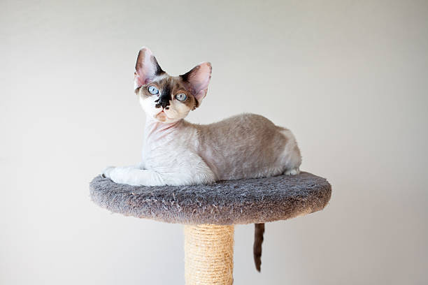 istock Beautiful cat sitting on the scratching post 474333878