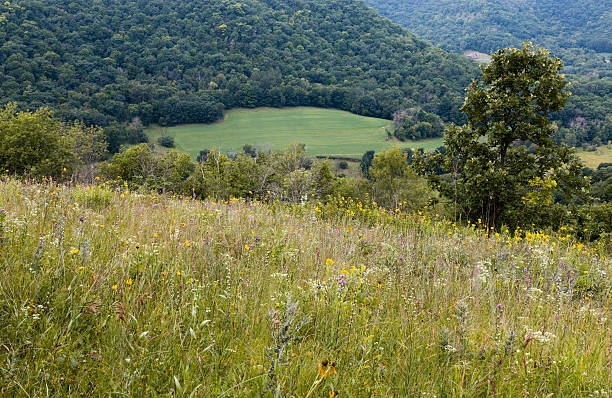 prairie herbe - winona photos et images de collection