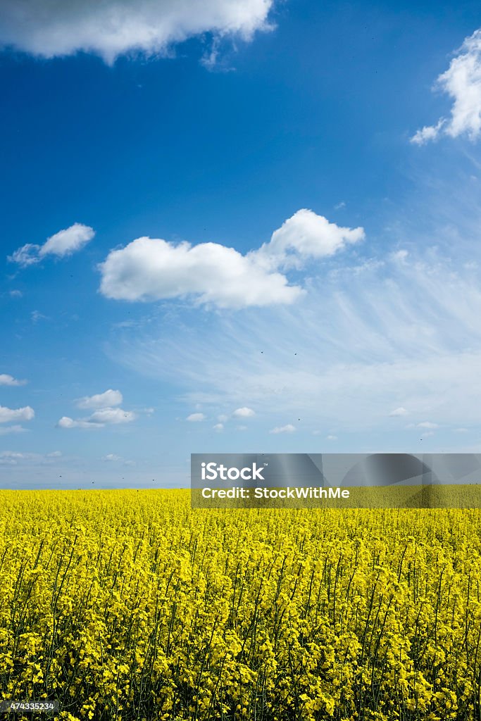 Yellow plants with the sky Photo of the yellow plants with the sky in the background 2015 Stock Photo