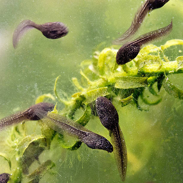 tadpoles - kikkervisje stockfoto's en -beelden