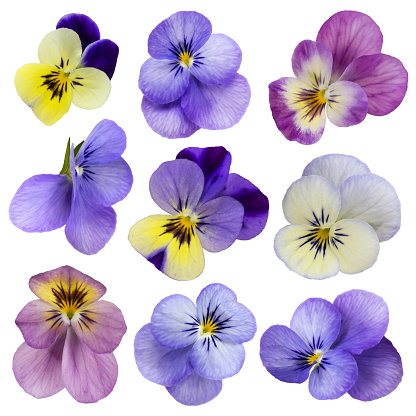 Many purple garden pansies (Viola) in a flower pot on the balcony