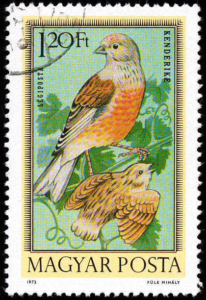 istock Postage stamp printed in Hungary showing Birds 474340429