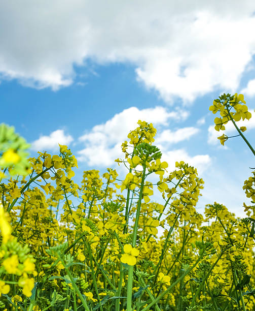 istock Yellow plants with the sky 474340482