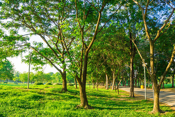 istock Green field park sunny day 474340554