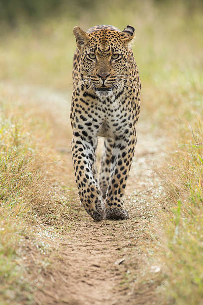istock African Leopard (Panthera pardus) South Africa 474340589