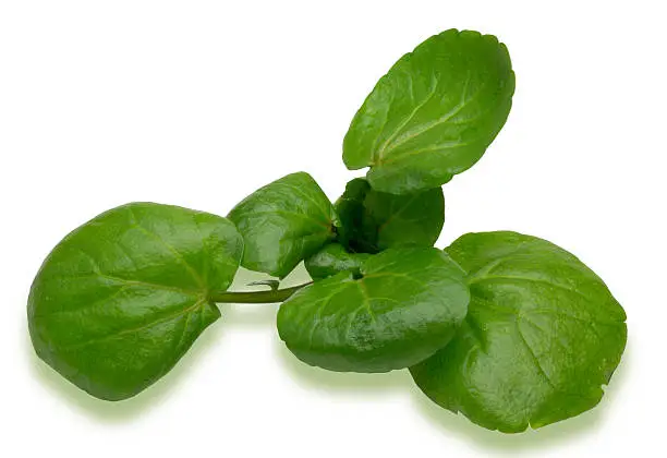 Pictured watercress in a white background.