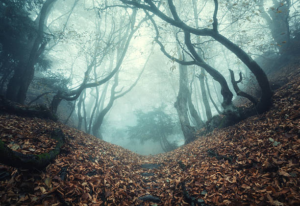 istock Trail through a mysterious dark old forest in fog. Autumn 474341368