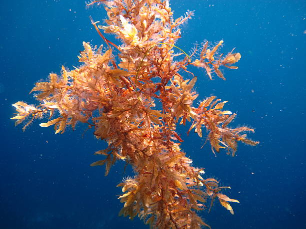istock Sargussum Seaweed in ocean 474341688