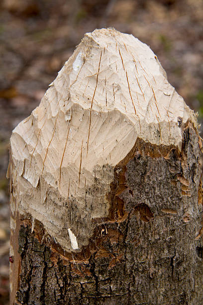 istock Top of a stump gnawed by a beaver. 474344238