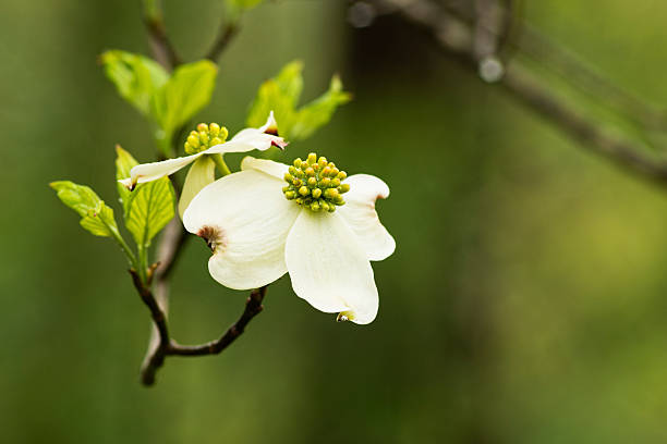 istock Close up Dogwood blooms in spring. 474344976