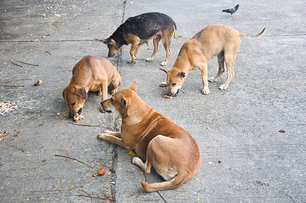 istock Thai dog eating his food 474345054