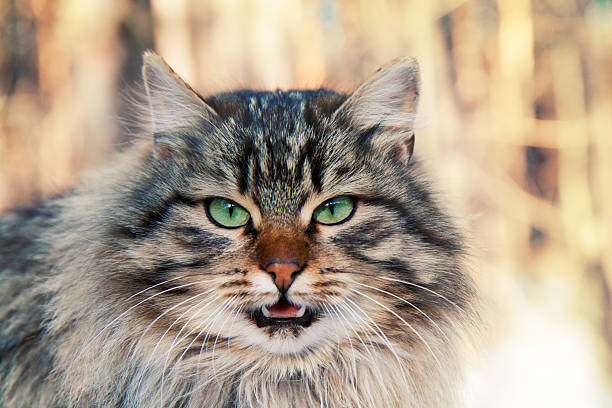 istock Wild meowing cat in the forest 474345237
