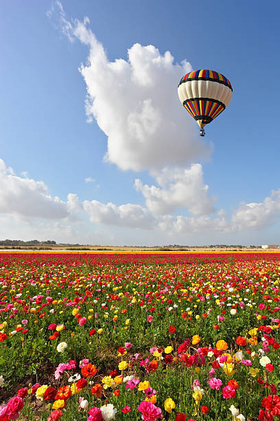 istock The colorful blooming ranunculus 474346099