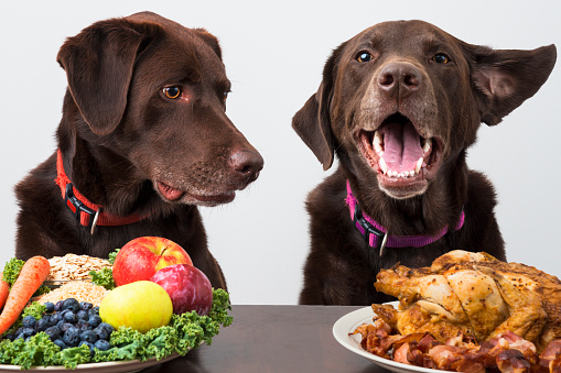 Dogs with choice of food diet