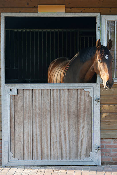 Horse in Stable Horse standing in stable with open door. Head of sticking out on right side. arma-globalphotos stock pictures, royalty-free photos & images