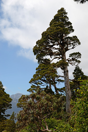 A New Zealand Cedar dominates a patch of alpine native forest in Westland. Libocedrus bidwillii are variously called Pāhautea, Kaikawaka or New Zealand cedar.