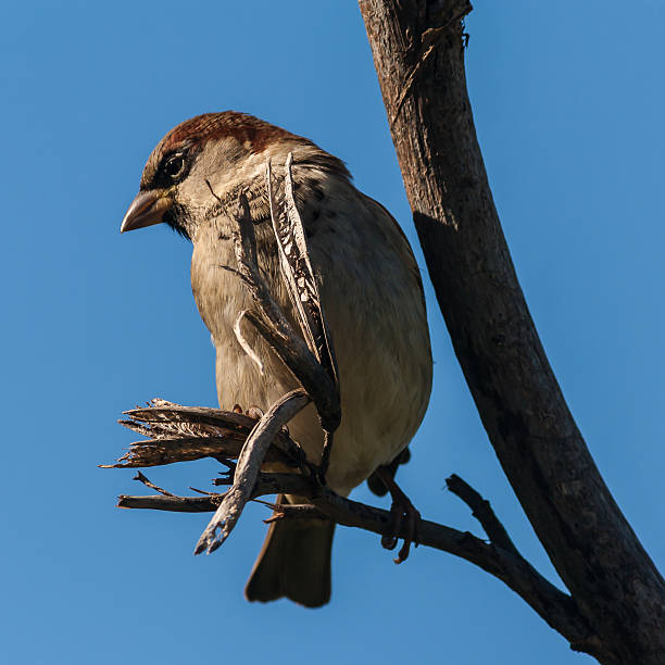 istock house sparrow sitting on harakeke plant 474348298