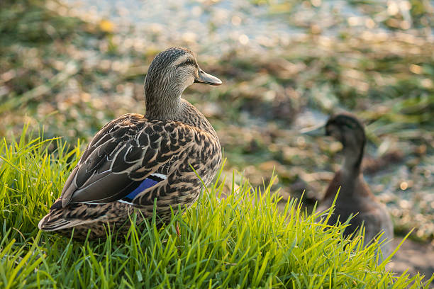 istock female mallard on fresh grass 474348334