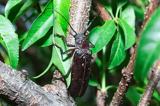 Side view of large beetle with long horn resting on tree trunk