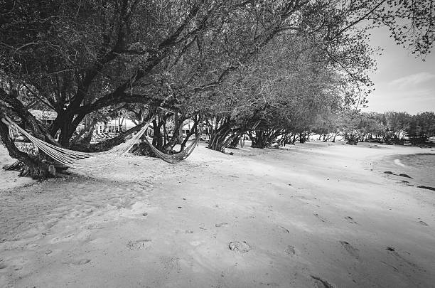 Arbres de plage et de la mer bleue vintage - Photo