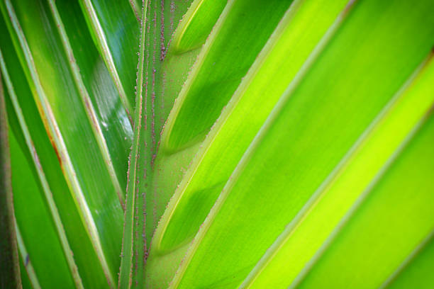 istock Leaves of coconut trees. 474349486