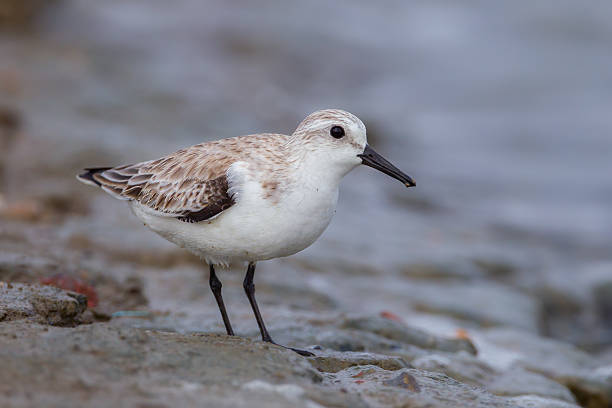 istock Close up of Red-necked stint (Calidris ruficollis) 474350216