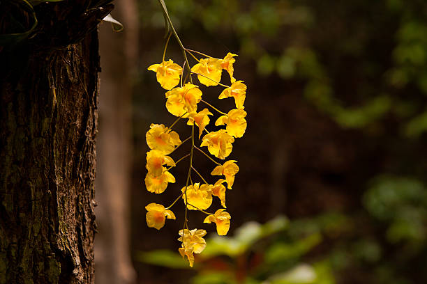 yellow honey fragrant orchid ( dendrobium lindleyi steud) on lar - park etmek lar stok fotoğraflar ve resimler