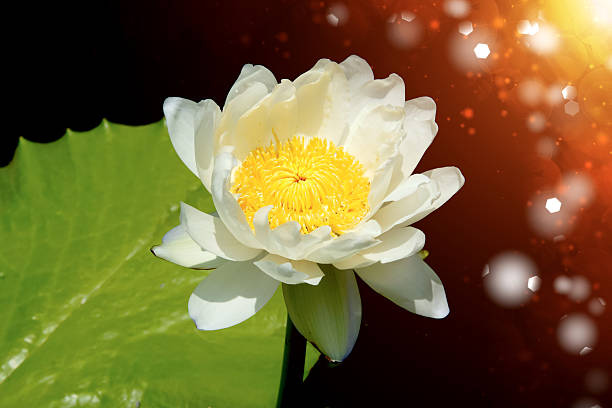 istock Beautiful waterlily Hybrid flower. 474350628