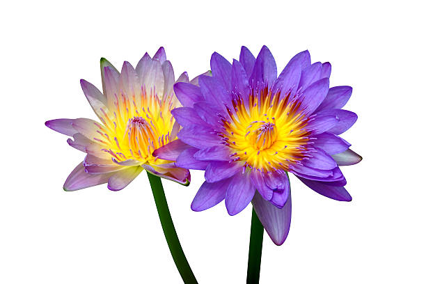 istock Beautiful waterlily Hybrid flower. 474350656