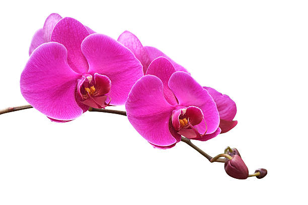 istock Pink orchid isolated on a white background 474354264