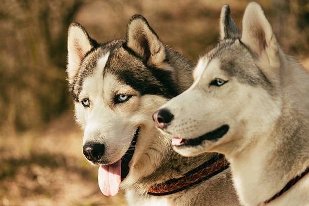 istock Portrait of two dogs. 474354546