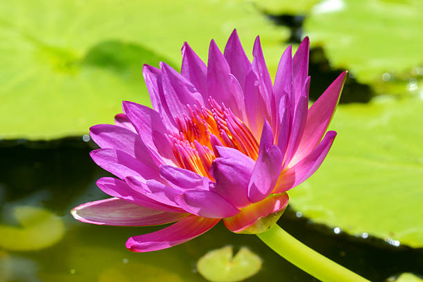 istock Beautiful waterlily Hybrid flower. 474355316