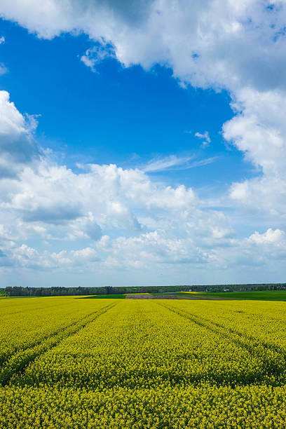 istock Yellow plants with the sky 474355962
