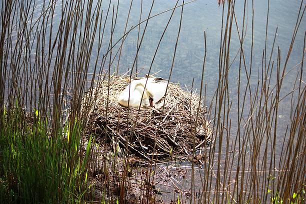 A Mute Swan with its eggs shown on a nest within a reed bed. On Ticino river in the town of Sesto Calende