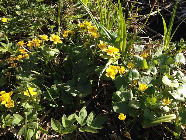 istock spring flowers in Russia 474356268