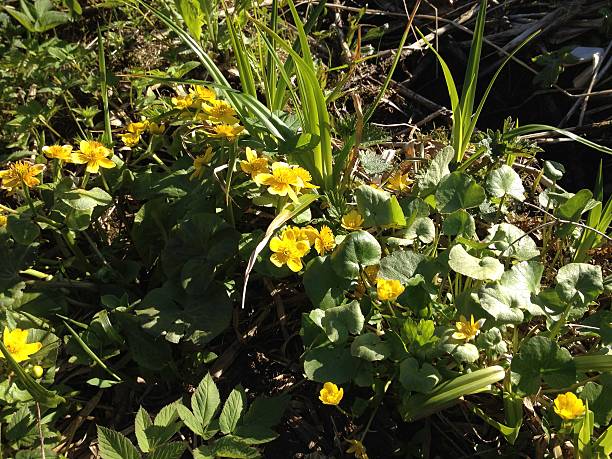 istock spring flowers in Russia 474356270