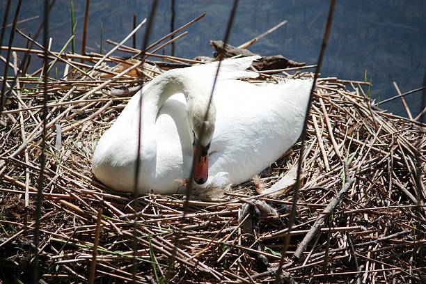 istock Mute Swan with eggs on nest Ticino River Sesto 474356560