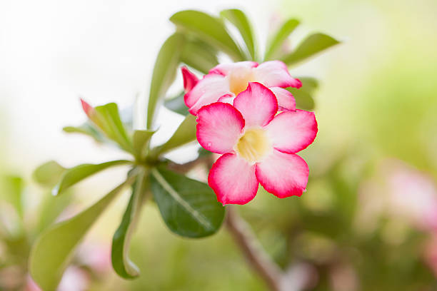 istock Desert rose flowers in garden. 474356664