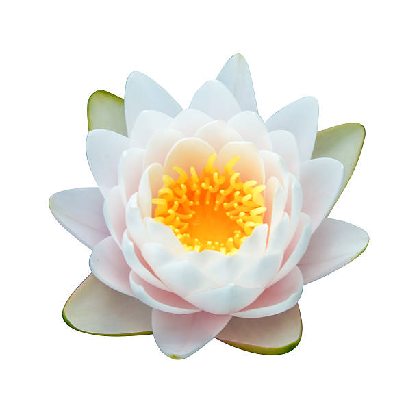 istock Beautiful waterlily Hybrid flower. 474356908